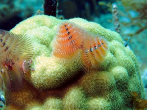 Snorkeling & Scuba Diving on Anguilla