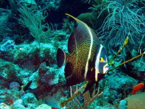 Snorkeling & Scuba Diving on Anguilla