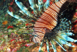 Snorkeling & Scuba Diving on Anguilla