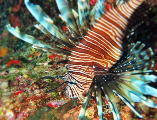 Snorkeling & Scuba Diving on Anguilla