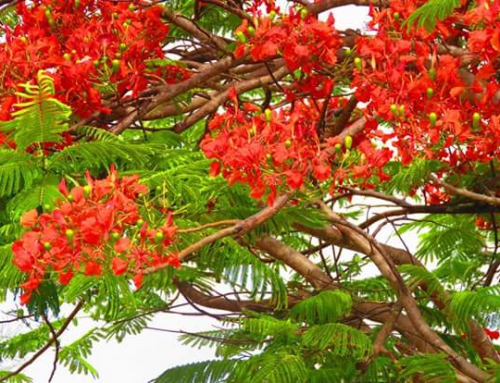 Anguilla Flowers