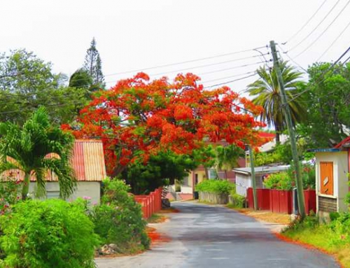 Anguilla Flowers