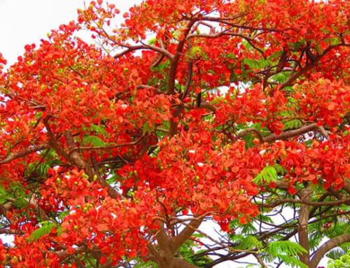 Anguilla Flowers