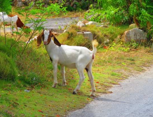 Anguilla Goat