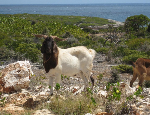 Anguilla Goat