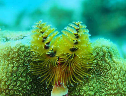 Anguilla Snorkel – Photo Credit: Mike Vogel